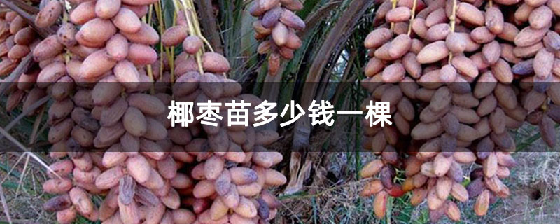 椰枣苗多少钱一棵