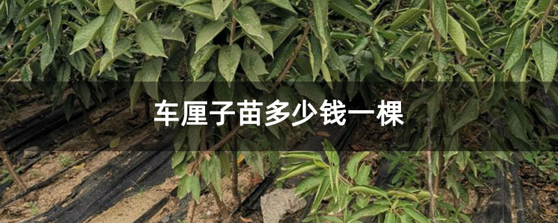 车厘子苗多少钱一棵
