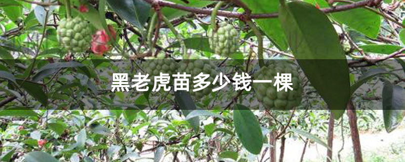 黑老虎苗多少钱一棵 黑老虎苗多少钱一棵
