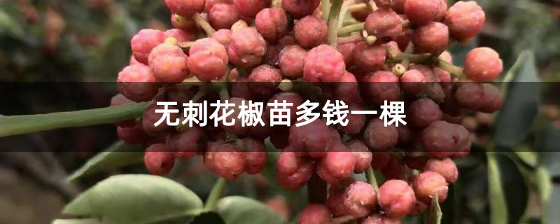 无刺花椒苗多钱一棵