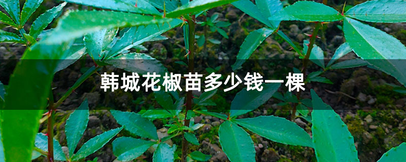 韩城花椒苗多少钱一棵
