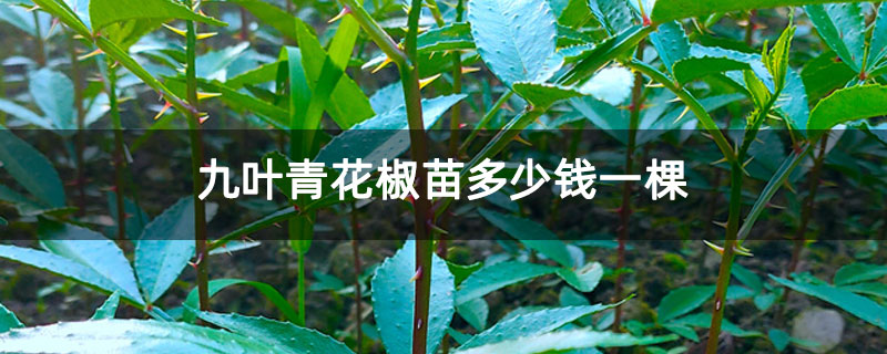 九叶青花椒苗多少钱一棵