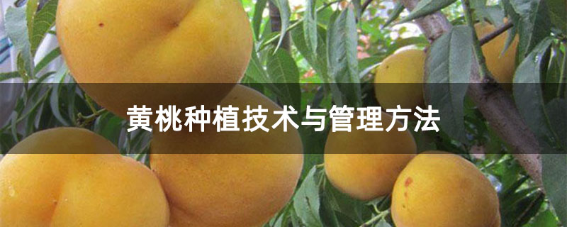 黄桃种植技术与管理方法