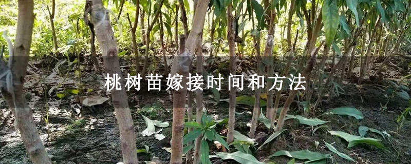 桃树苗嫁接时间和方法