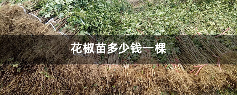 花椒苗多少钱一棵