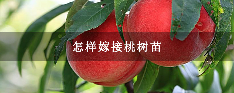 怎样嫁接桃树苗