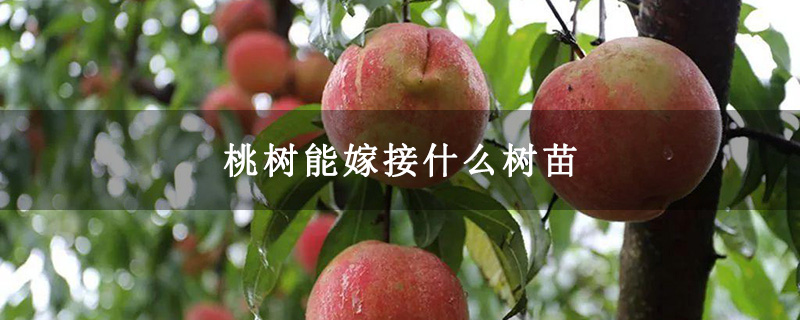 桃树能嫁接什么树苗