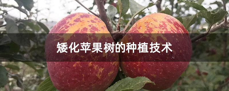 矮化苹果树的种植技术