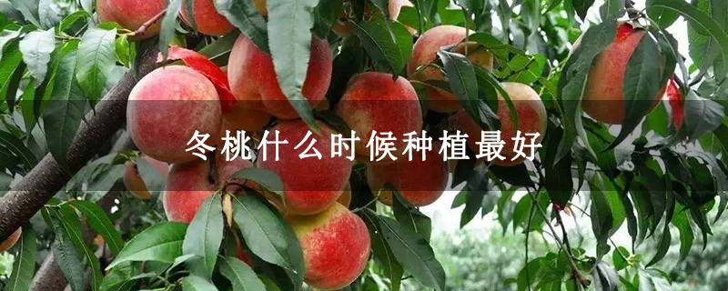 冬桃什么时候种植最好