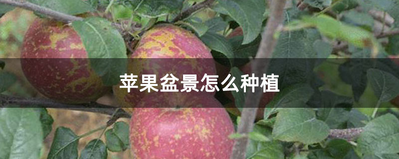 苹果盆景怎么种植