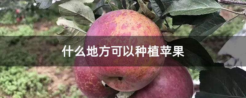 什么地方可以种植苹果