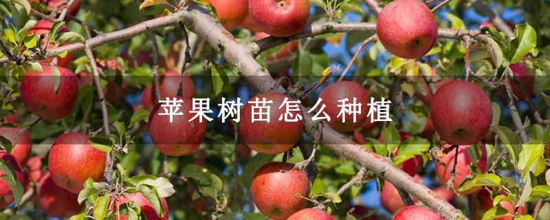苹果树苗怎么种植