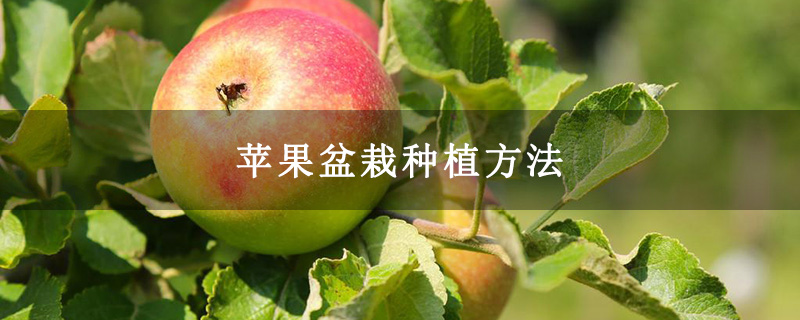 苹果盆栽种植方法