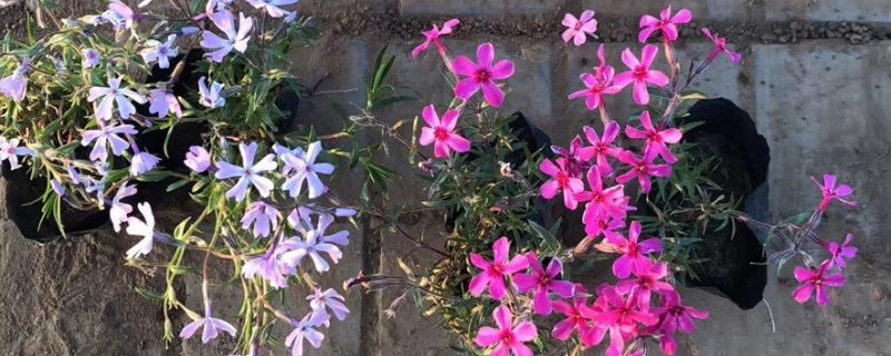丛生福禄考花