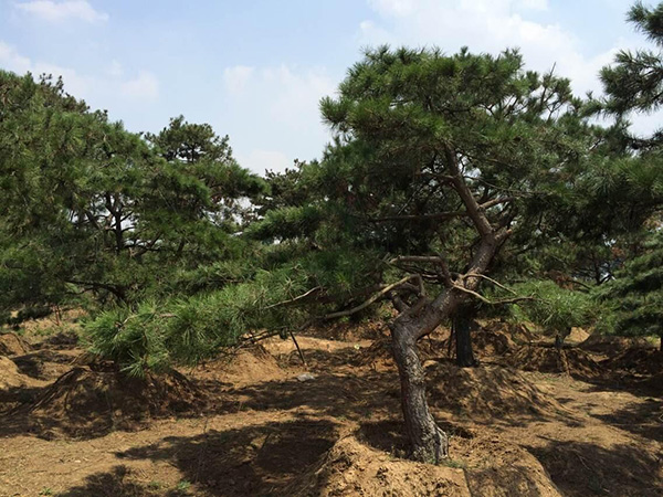 造型松树
