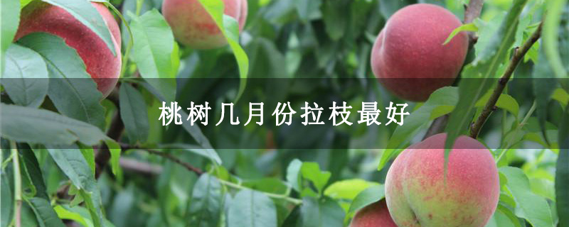 桃树几月份拉枝最好