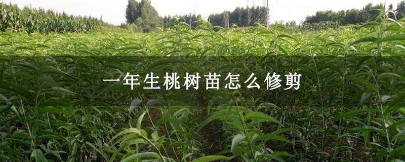 一年生桃树苗怎么修剪