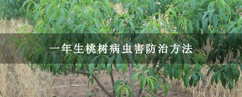 一年生桃树病虫害防治方法