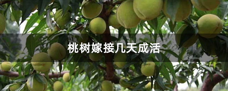 桃树嫁接几天成活