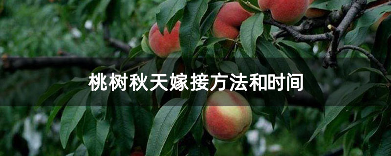 桃树秋天嫁接方法和时间