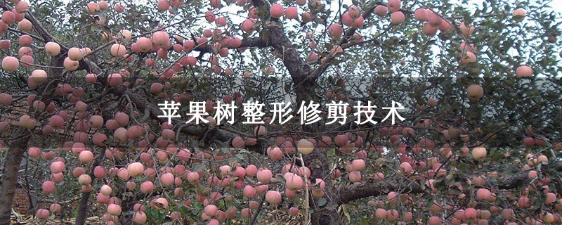 苹果树整形修剪技术