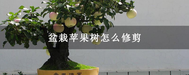 盆栽苹果树怎么修剪