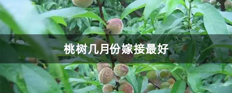 桃树几月份嫁接最好