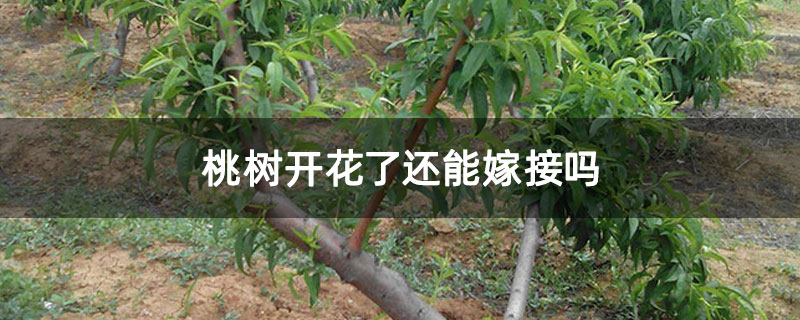 桃树开花了还能嫁接吗