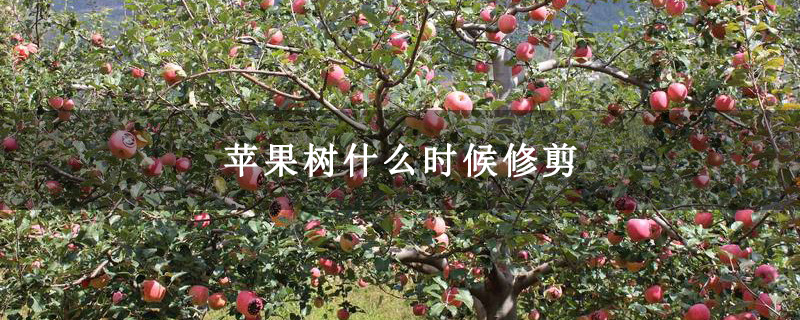 苹果树什么时候修剪