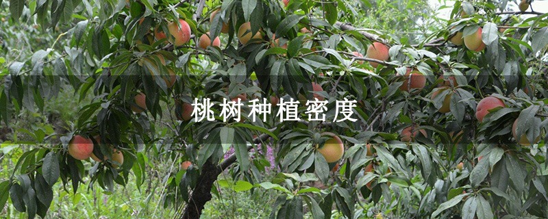 桃树种植密度