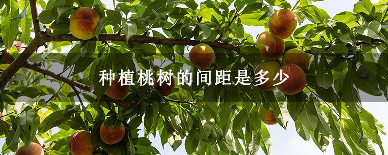 种植桃树的间距是多少
