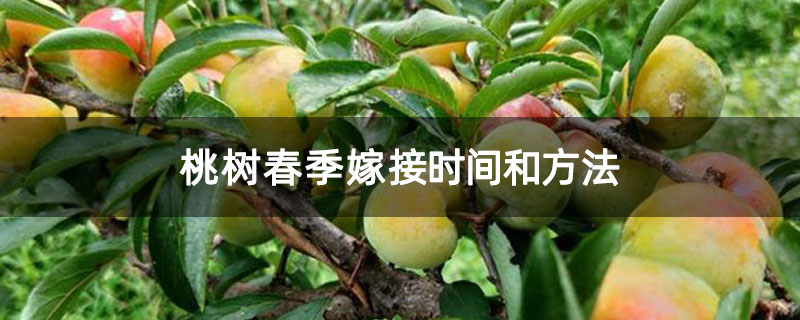 桃树春季嫁接时间和方法