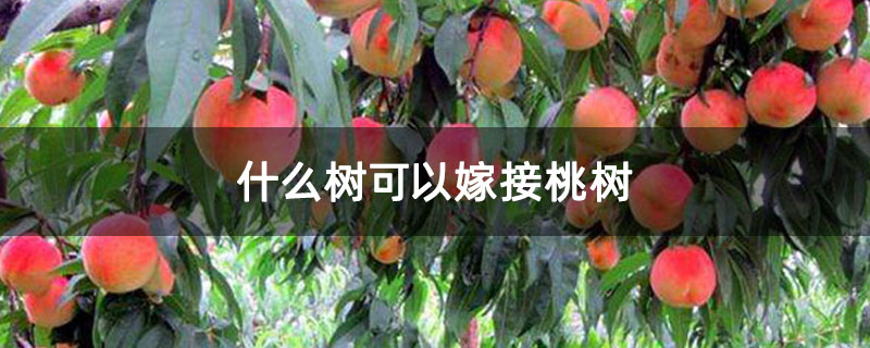 什么树可以嫁接桃树