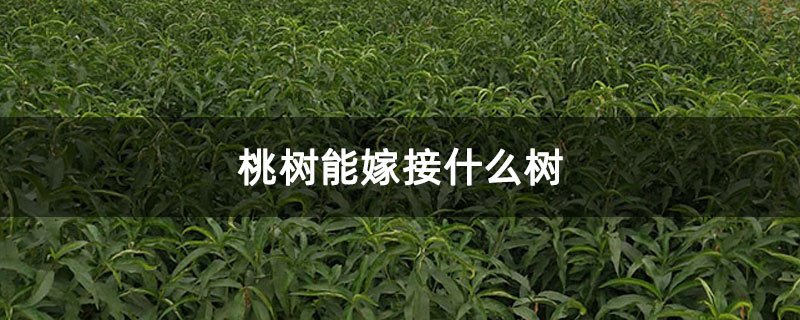 桃树能嫁接什么树