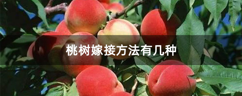 桃树嫁接方法有几种