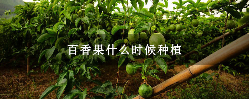 百香果什么时候种植