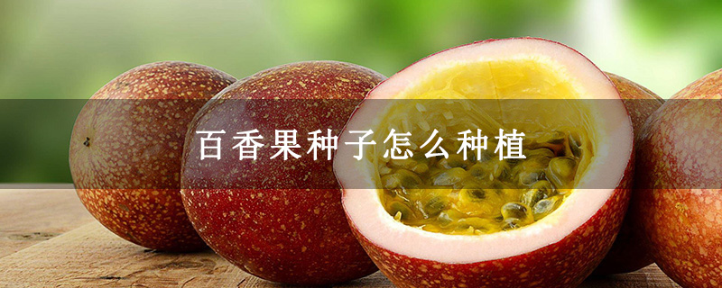 百香果种子怎么种植