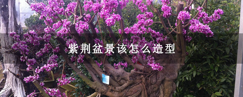 紫荆盆景该怎么造型