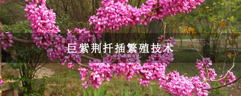 巨紫荆扦插繁殖技术
