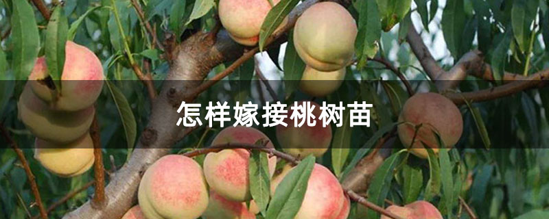 怎样嫁接桃树苗