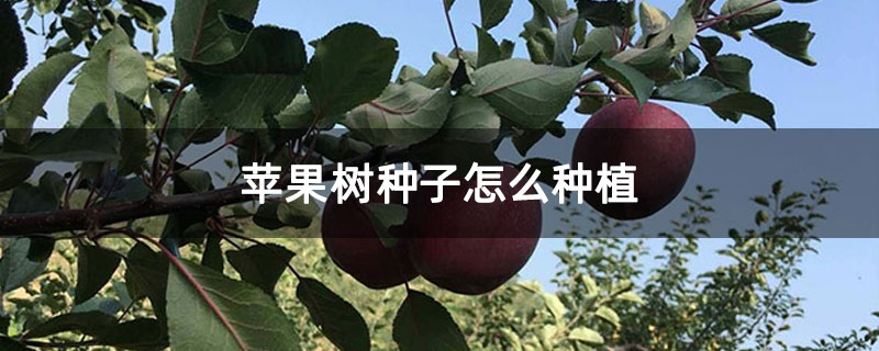 苹果树种子怎么种植