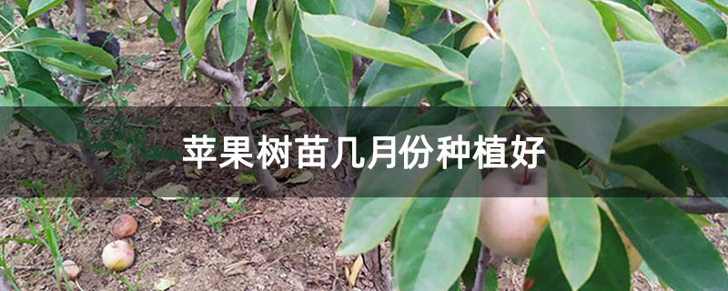 苹果树苗几月份种植好