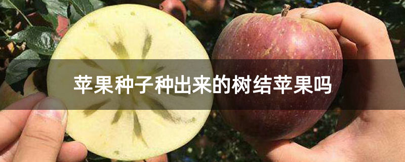 苹果种子种出来的树结苹果吗