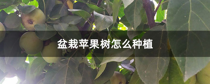 盆栽苹果树怎么种植