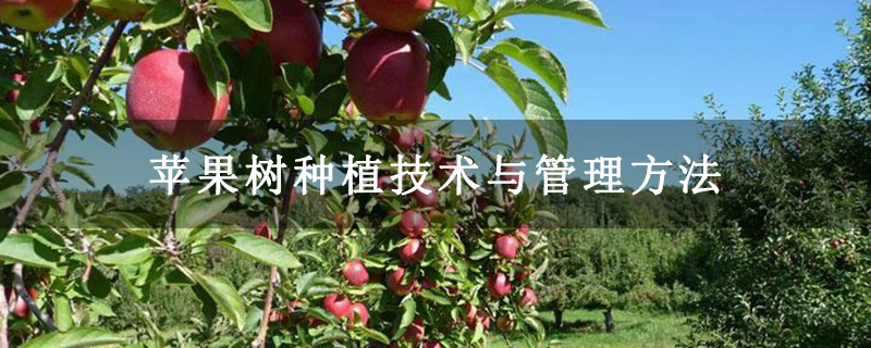 苹果树种植技术与管理方法