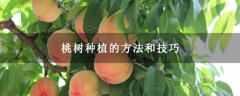桃树种植的方法和技巧