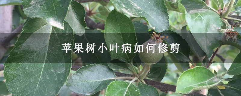 苹果树小叶病如何修剪