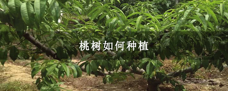 桃树如何种植