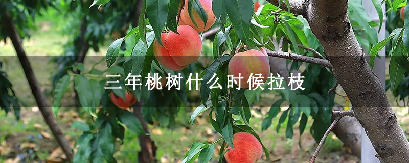 三年桃树什么时候拉枝