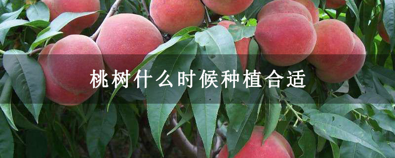 桃树什么时候种植合适